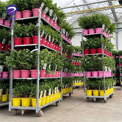 Flè  Plant Enfimyè  Rack  Trolley