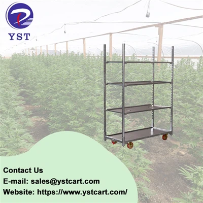 Optimize Kiltivasyon Cannabis ak chariot Danwa